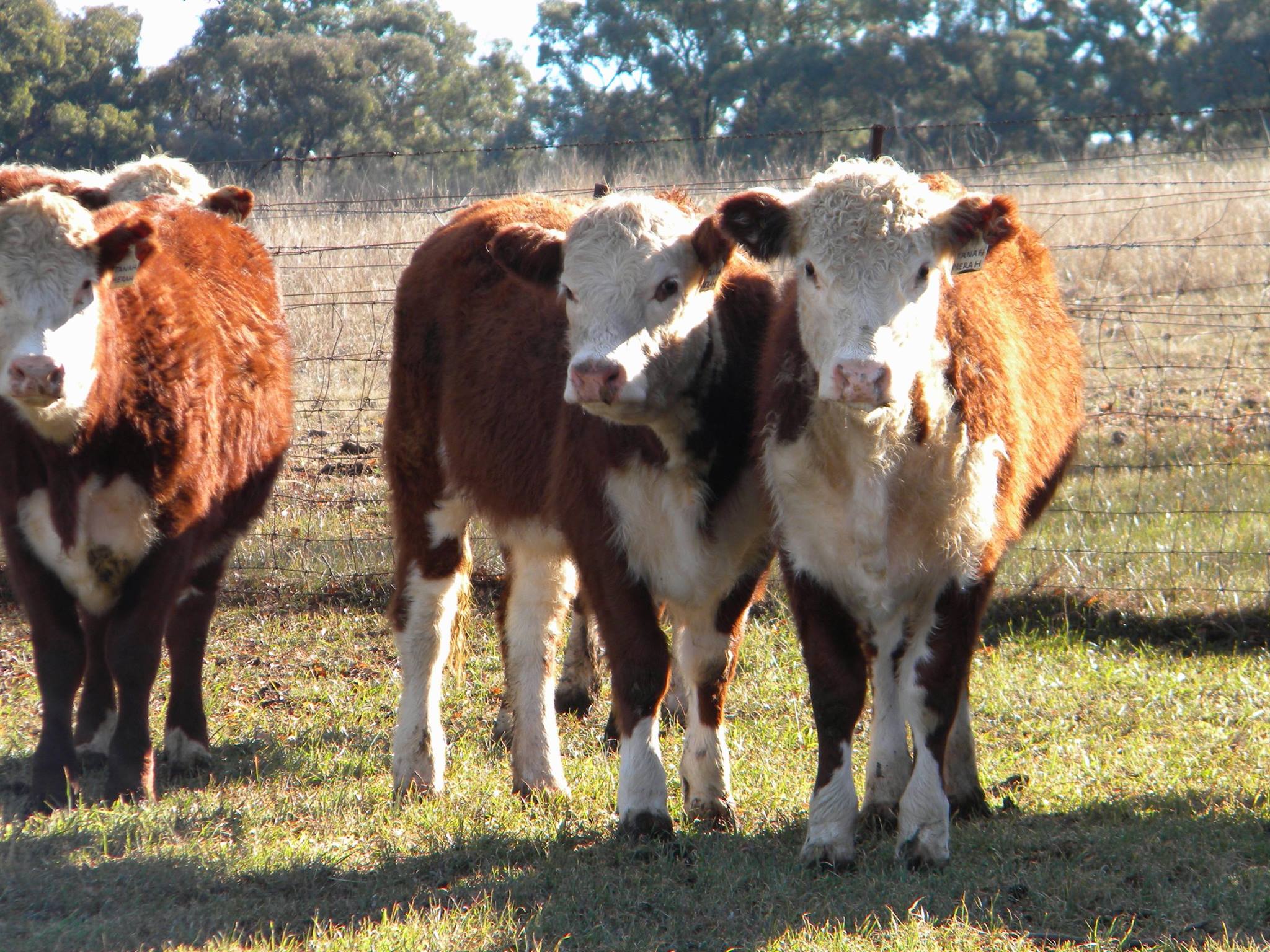 Callow Livestock Pty Ltd | Dunedoo NSW
