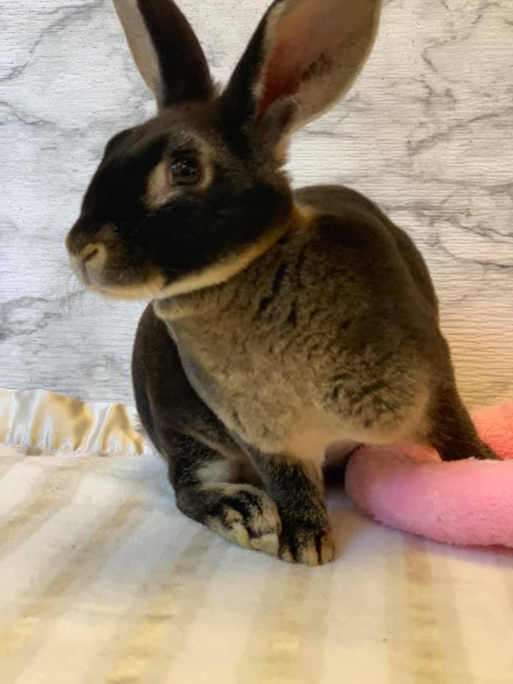 Red Rock Rabbitry
