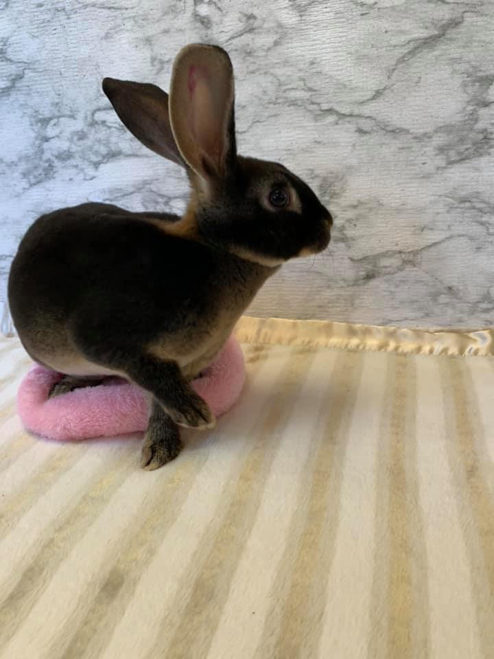 Red Rock Rabbitry