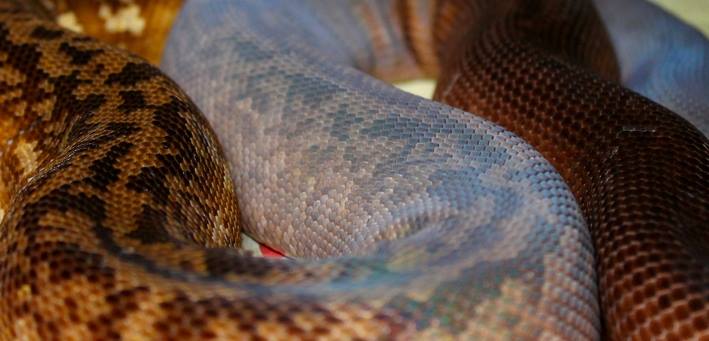 Lesser Sunda Python/Malayopython timoriensis