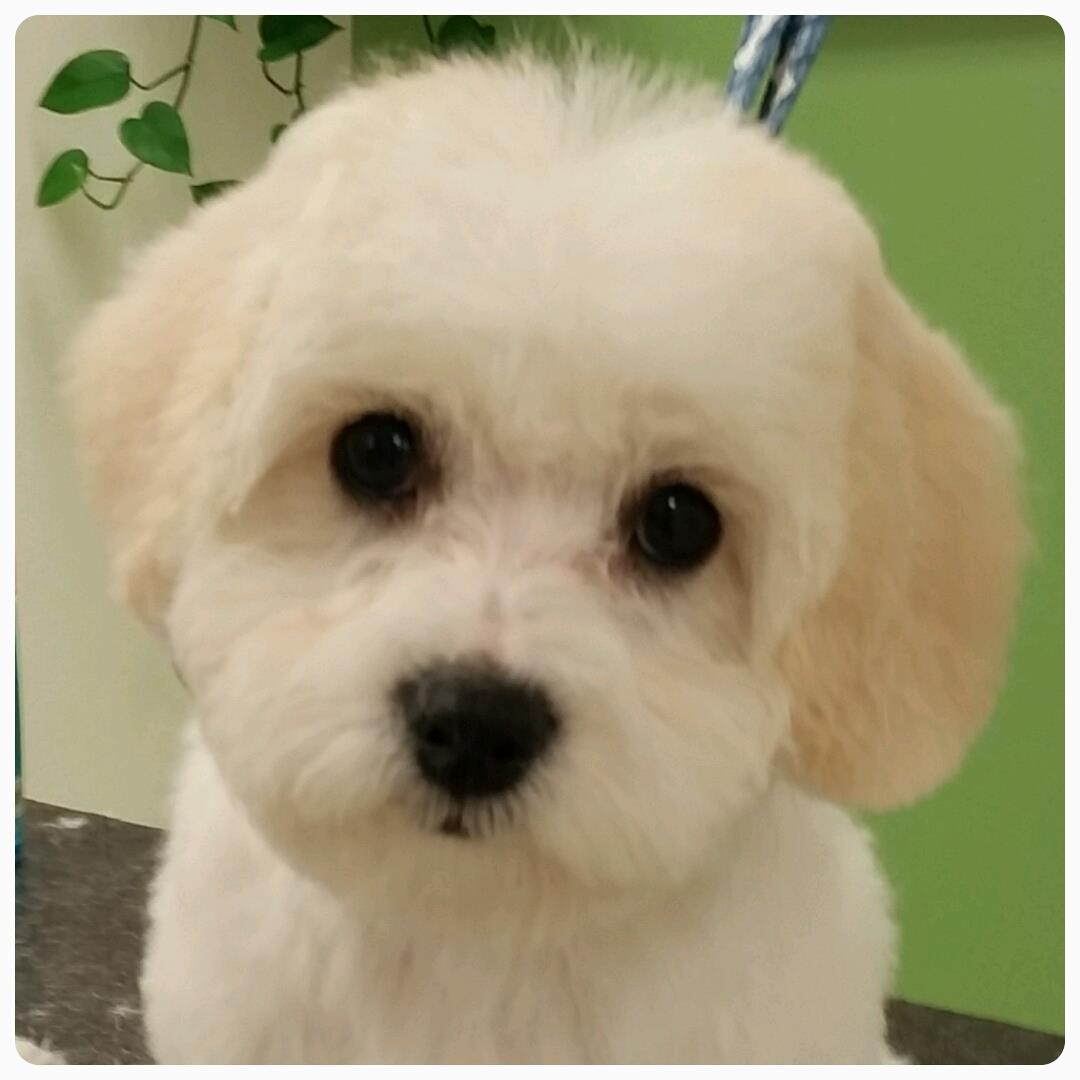Dogs by Design | Moorhead MN