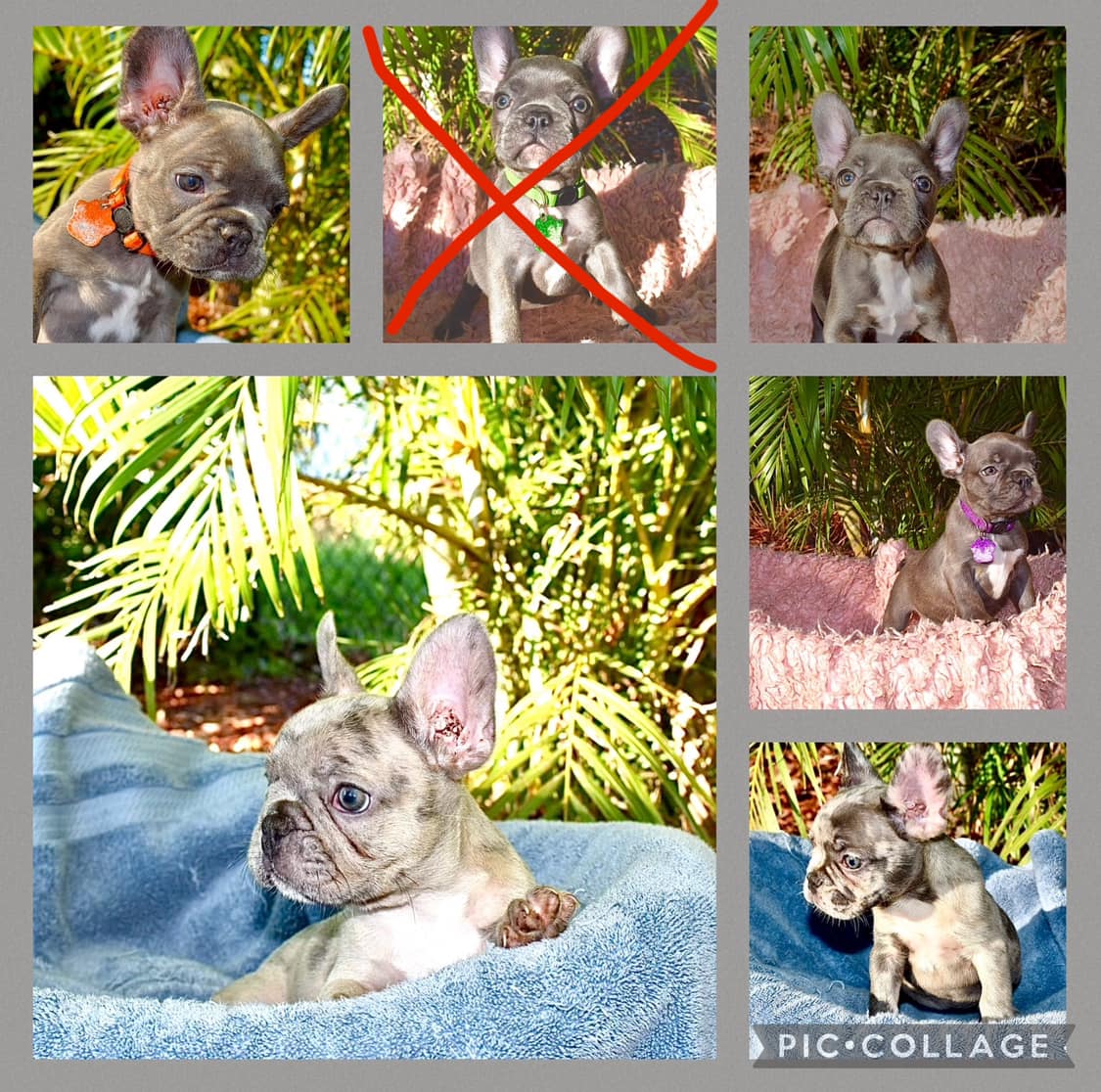 The Dapper Frenchie