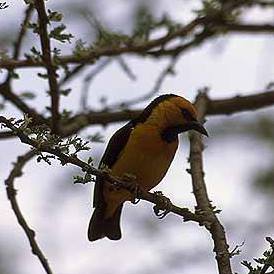 Tanzania national parks님이 새로운 사진... - Tanzania national parks