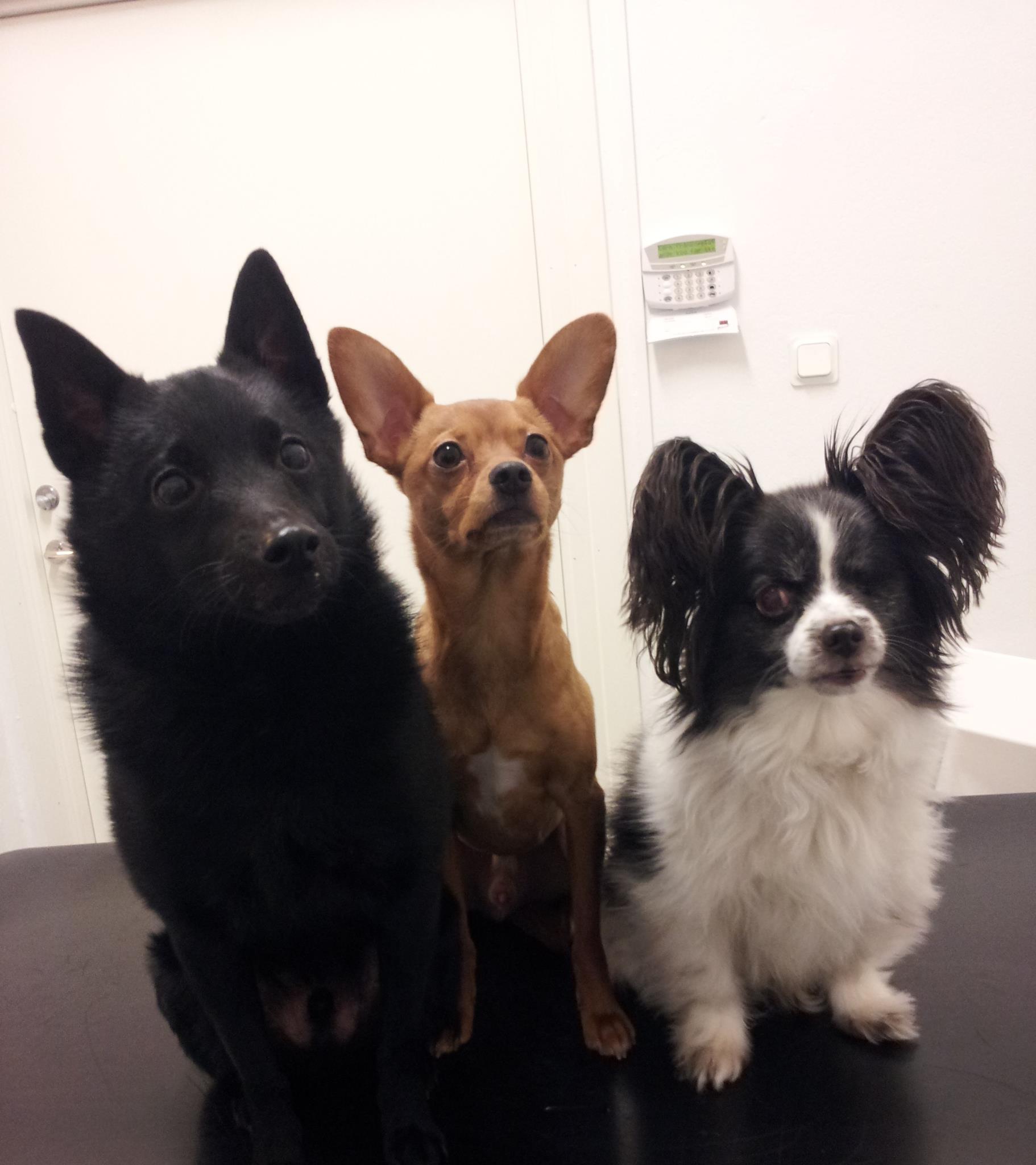 Veterinär Erika Rask AB | Kungälv