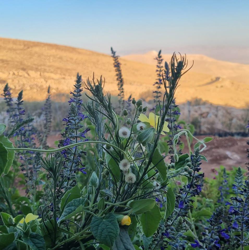 שפת המדבר - המשתלה בגיתית
