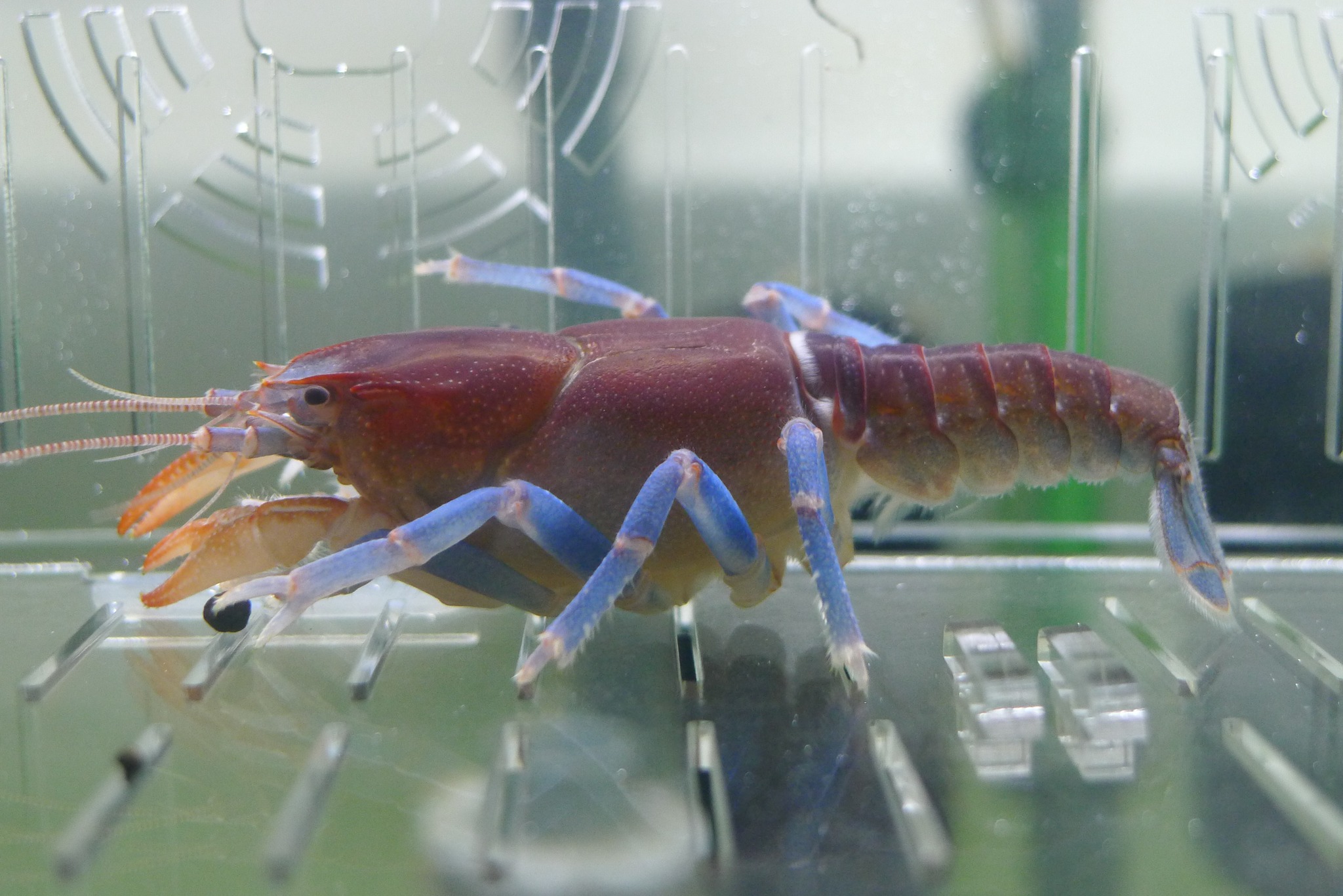 螯蝦飼育者:洪晨耀(阿獠 風水坪水族工坊)... - 螯蝦先生-余小蝦crayfish sky In Taiwan | Facebook