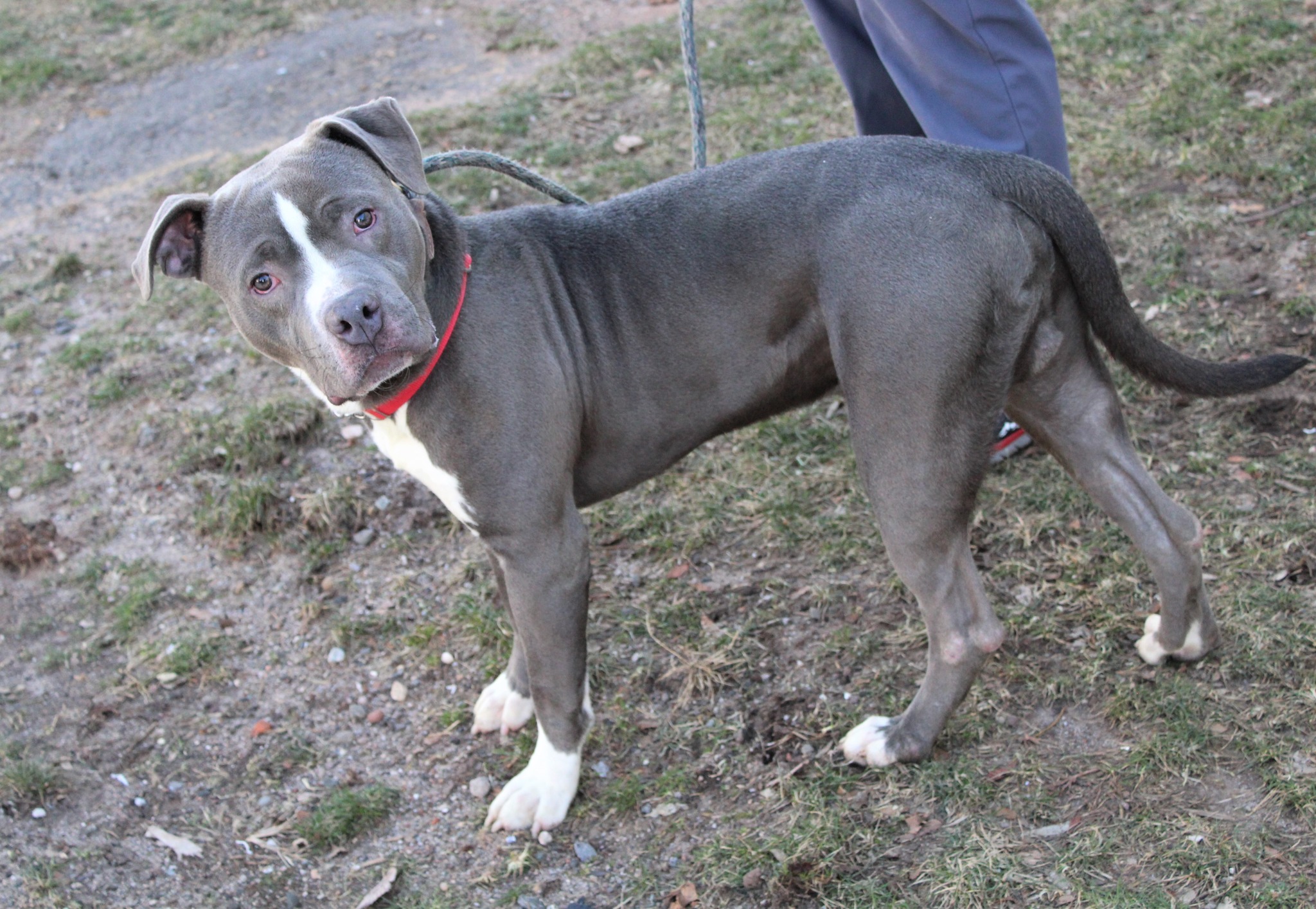 This gorgeous boy is Archie! What... - AHS-Newark Branch