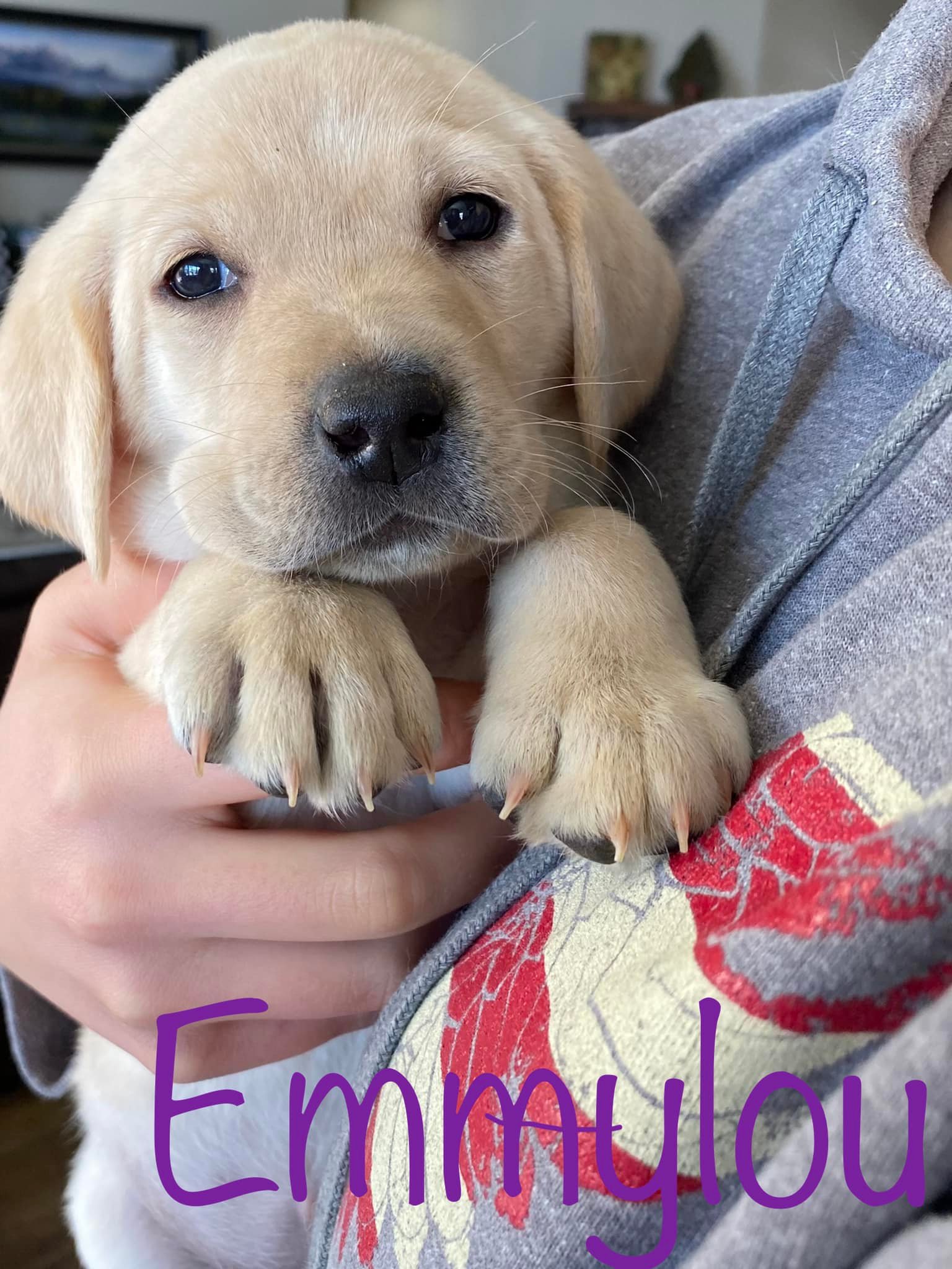 Love, Joy, Peace, Puppies-AKC Labrador Retrievers