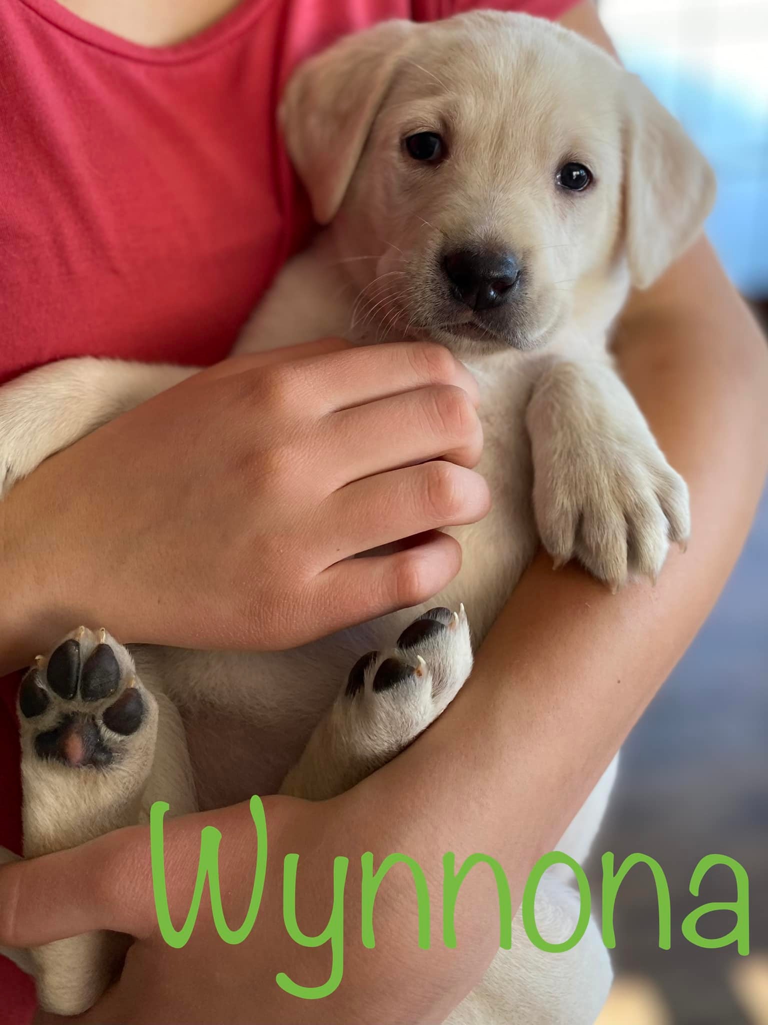 Love, Joy, Peace, Puppies-AKC Labrador Retrievers