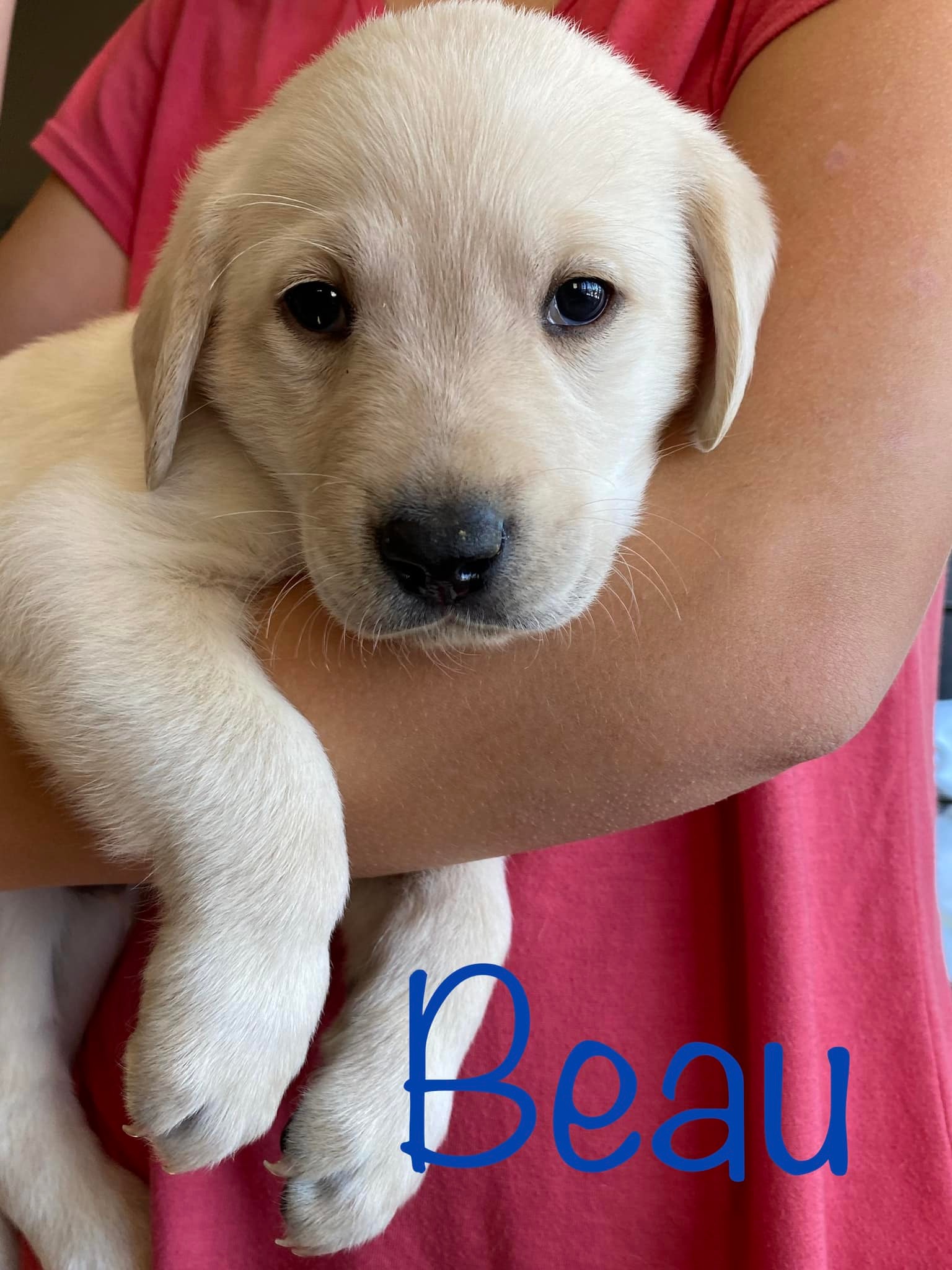 Love, Joy, Peace, Puppies-AKC Labrador Retrievers