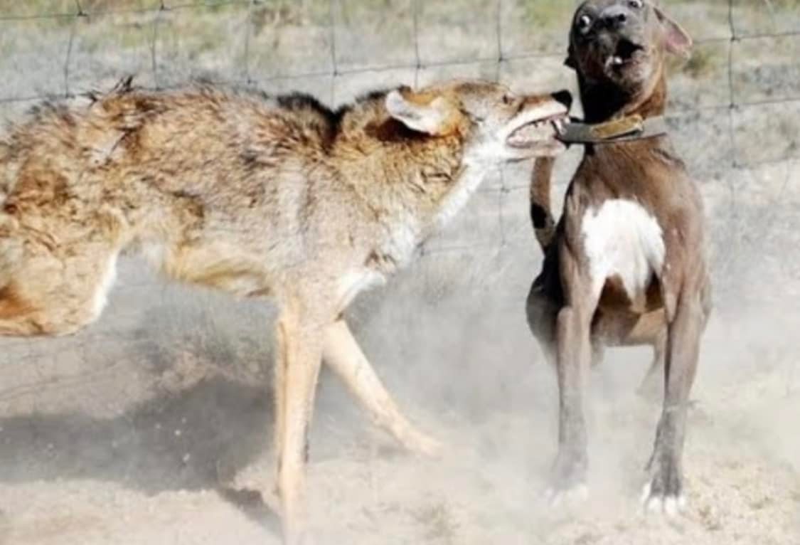 Can a Coyote Mate With a Dog? Unveiling the Truth