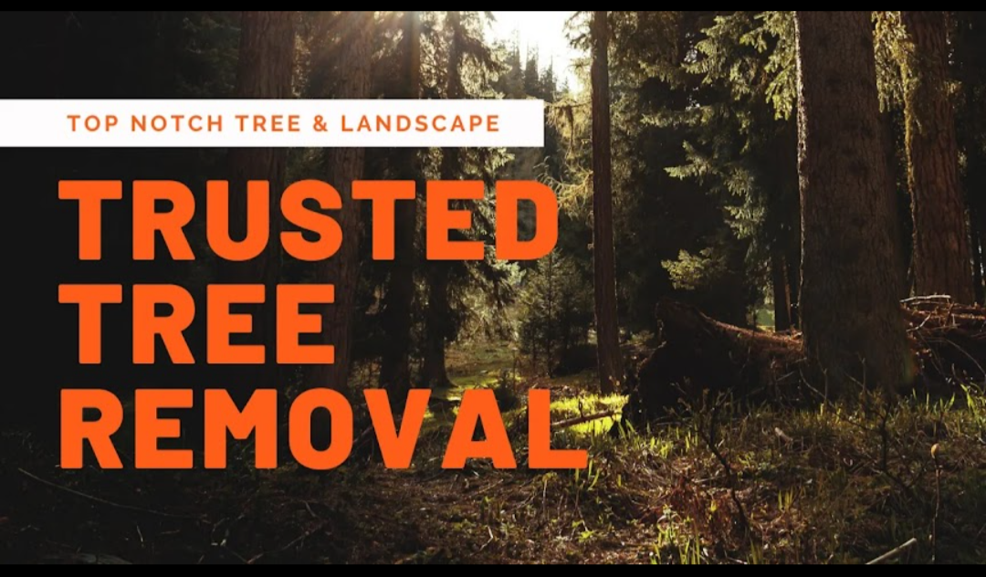Top Notch Tree & Landscape LLC | Plainfield CT
