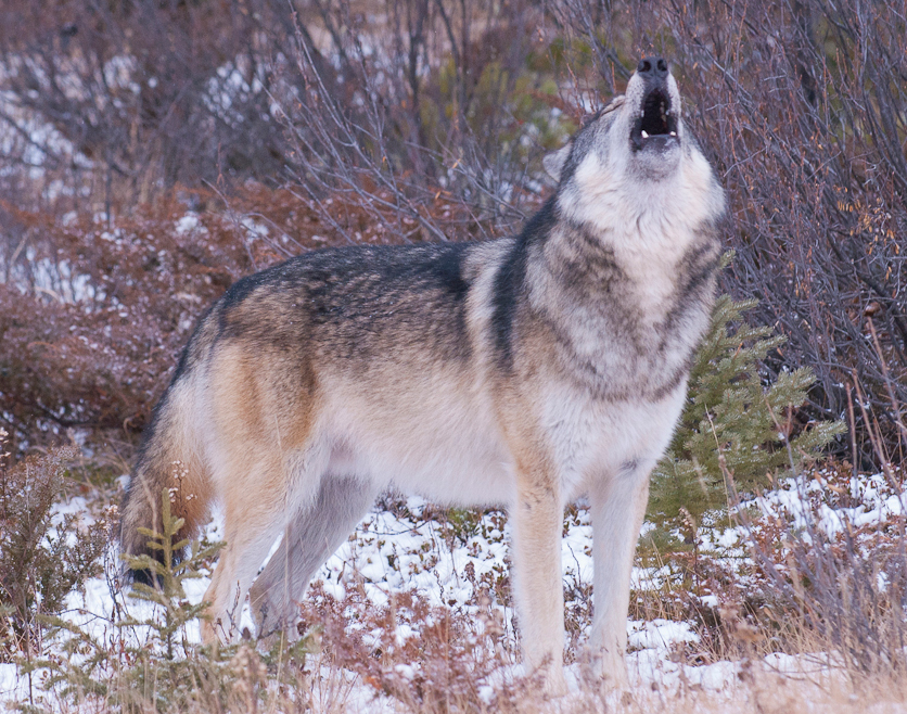 Jasper - What is a wolf's favorite day of the year? ... HOWL-oween 🐺🎃 ...