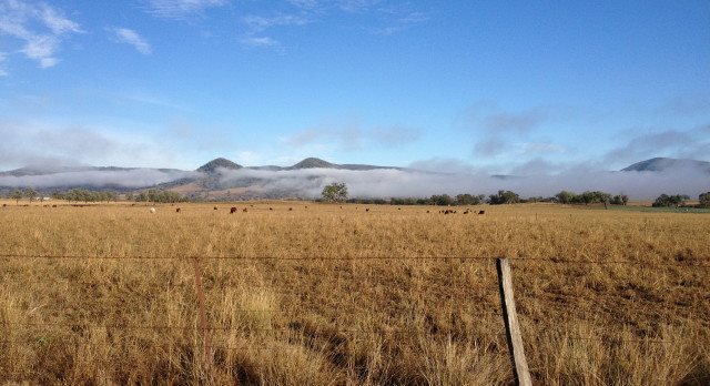 Dunbeacon Poll Shorthorns | Upper Horton NSW