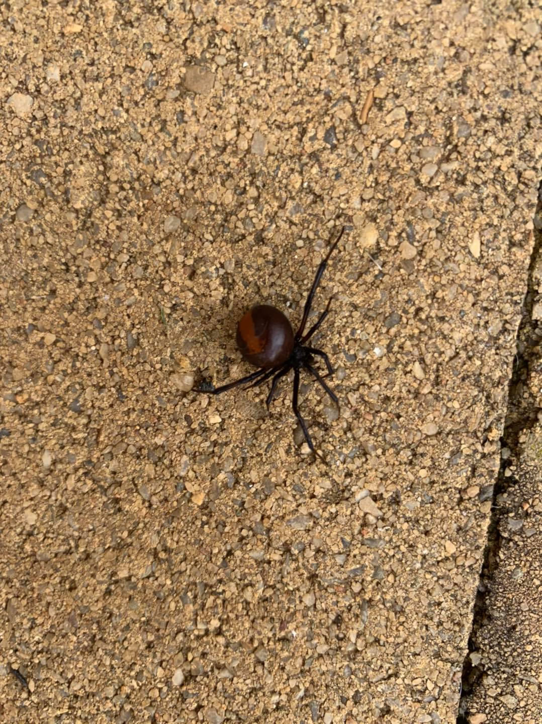 Dubbo Pest Control | Dubbo NSW