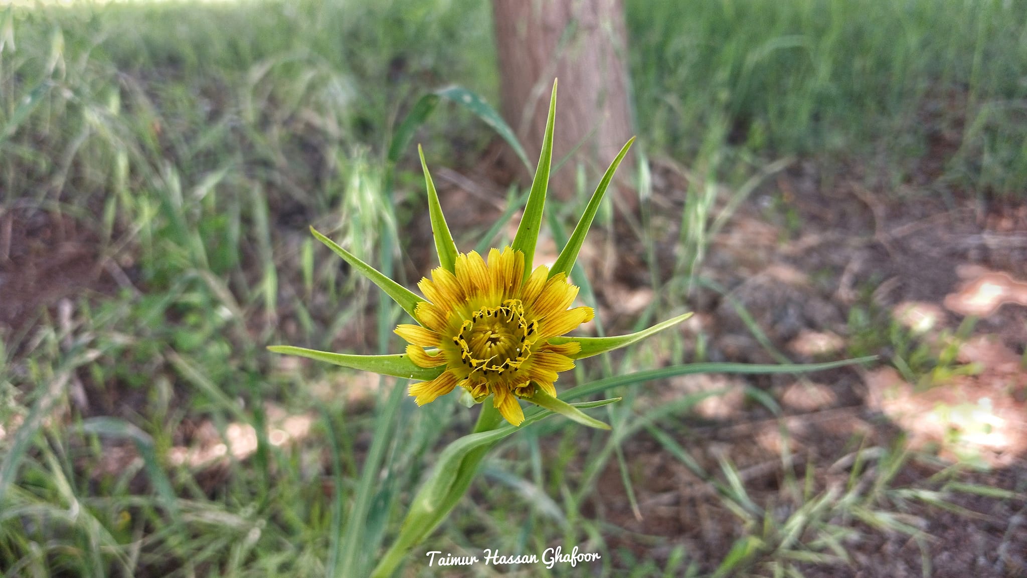 ناوی کوردی / شنگ ، ئەسپنگ ،... - Kurdistan Nature Science