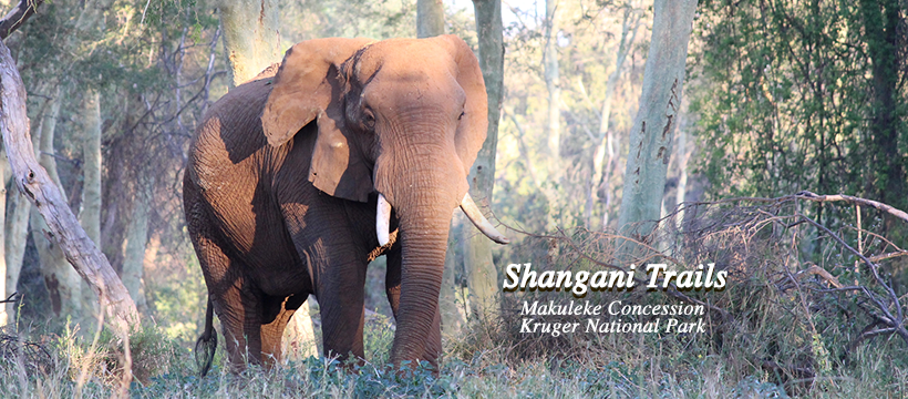 Shangani Trails | Johannesburg