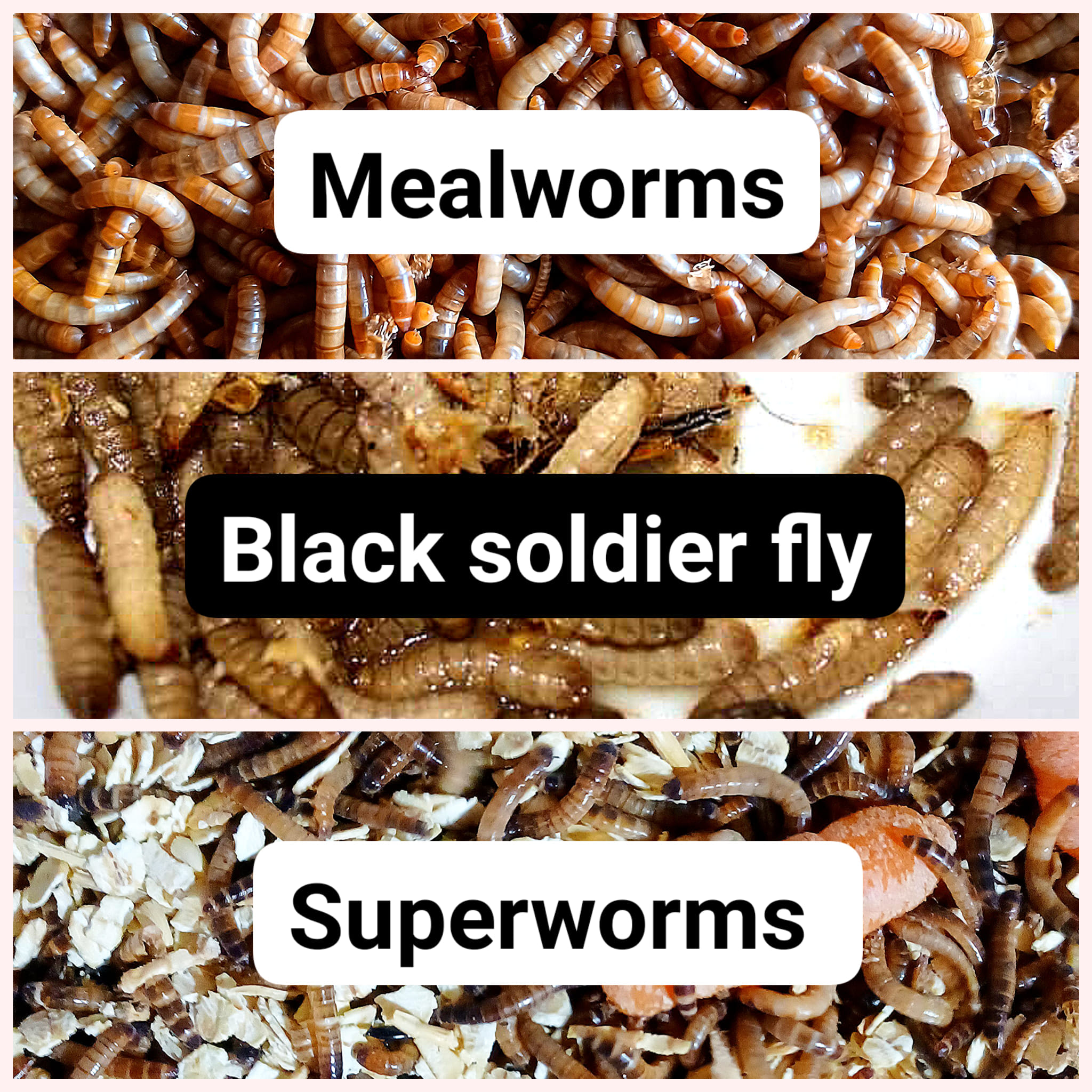 Buffet of Bugs | Quebradillas