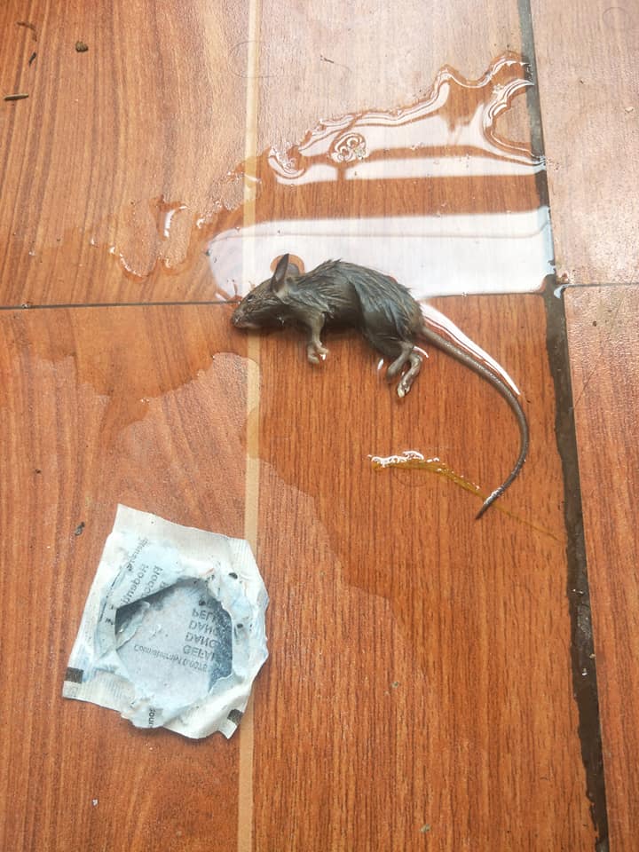 Pronto Pest Control Services