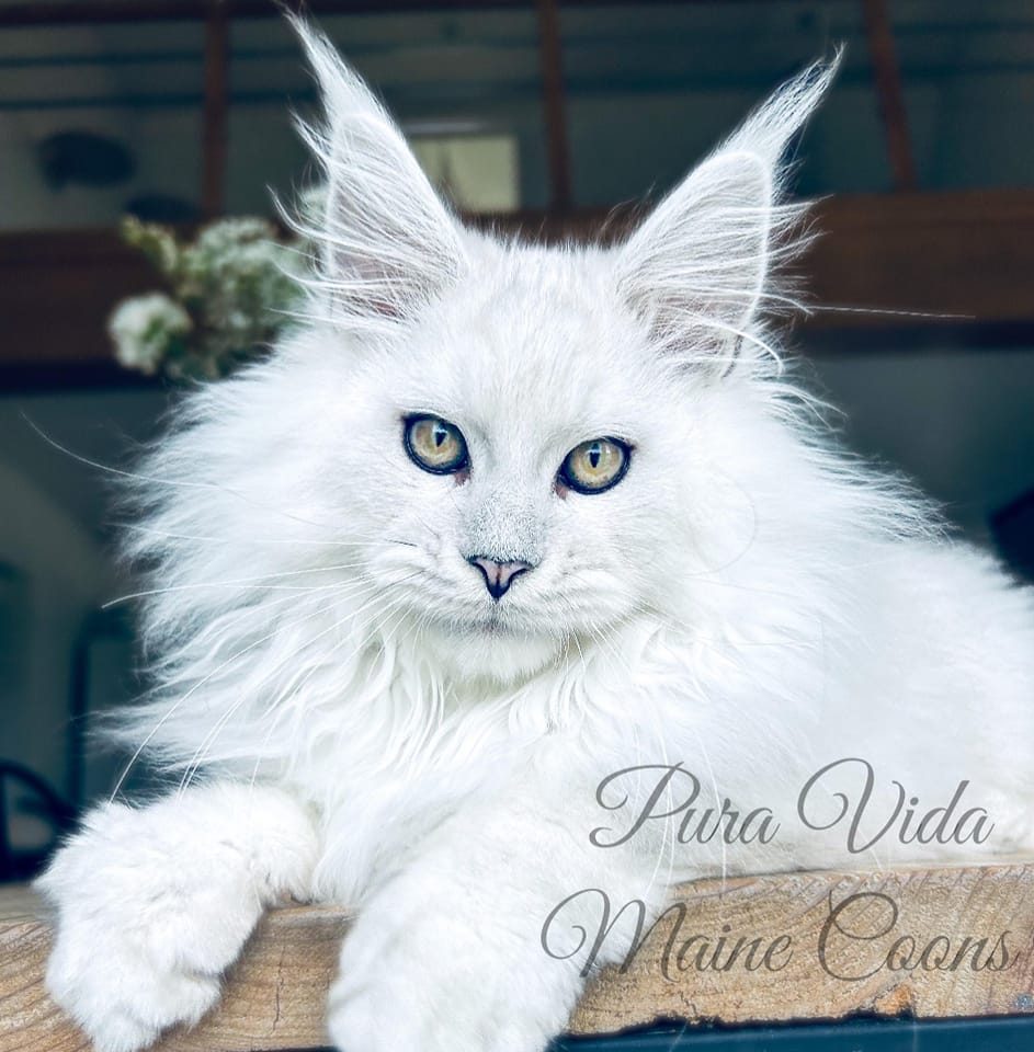 Pura Vida Maine Coons Cattery