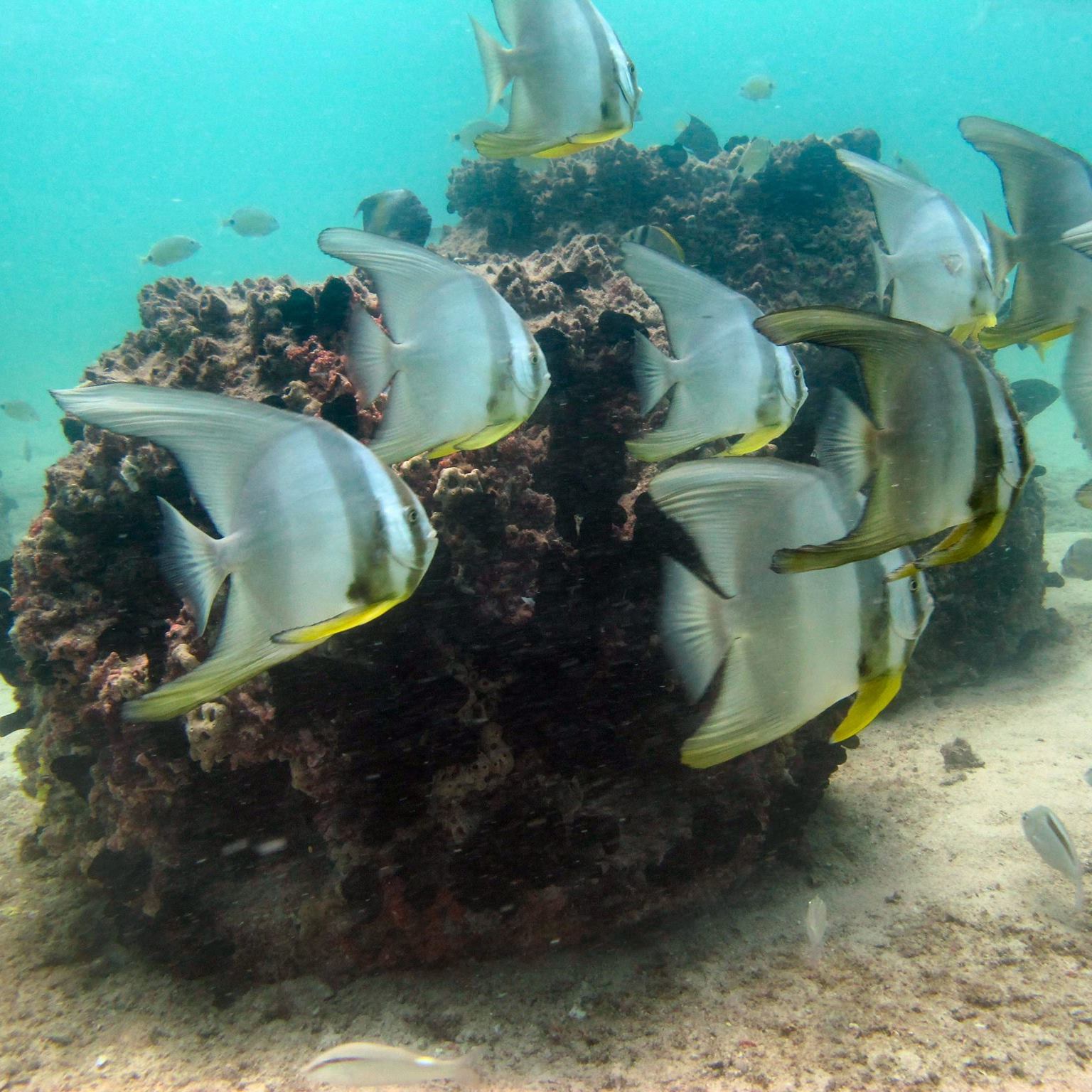 Reef - REST-IN-REEF Memorial Reef 