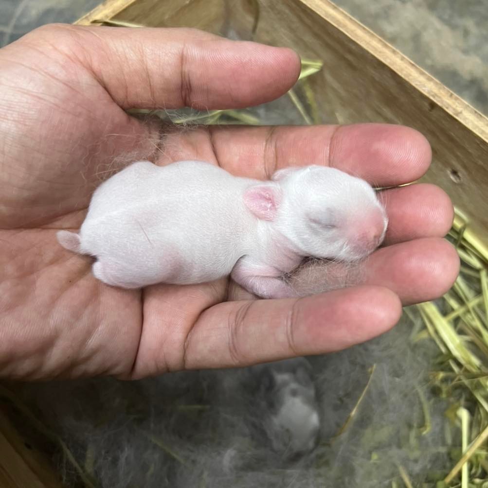 KB Rabbit - โอ้ยน้ออออ .. รอมา 4 ปี .. Blue eyed white ..... | Facebook