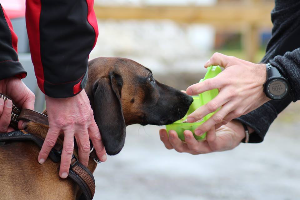 Mantrailing Academy & Scent Detection Trainingscenter - Und wieder ein ...