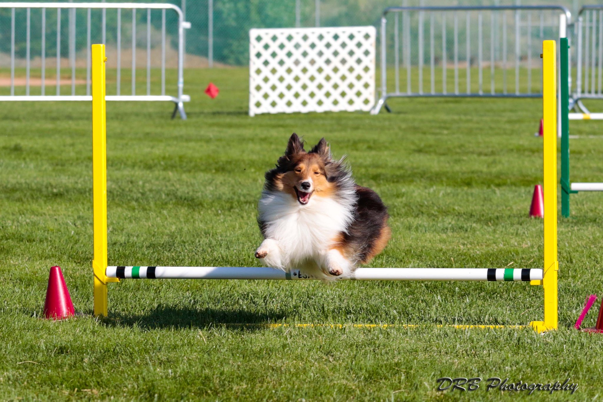 BadRat Agility | Tucson AZ