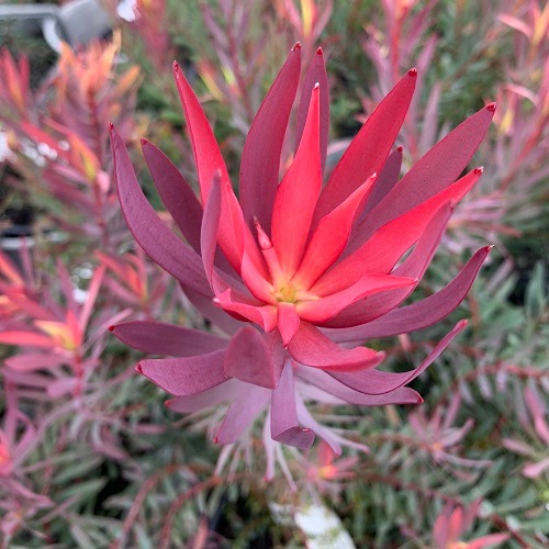 🔸💥 Leucadendron Rising Sun 💥🔸 A... - Wal's Plant and Fun Land