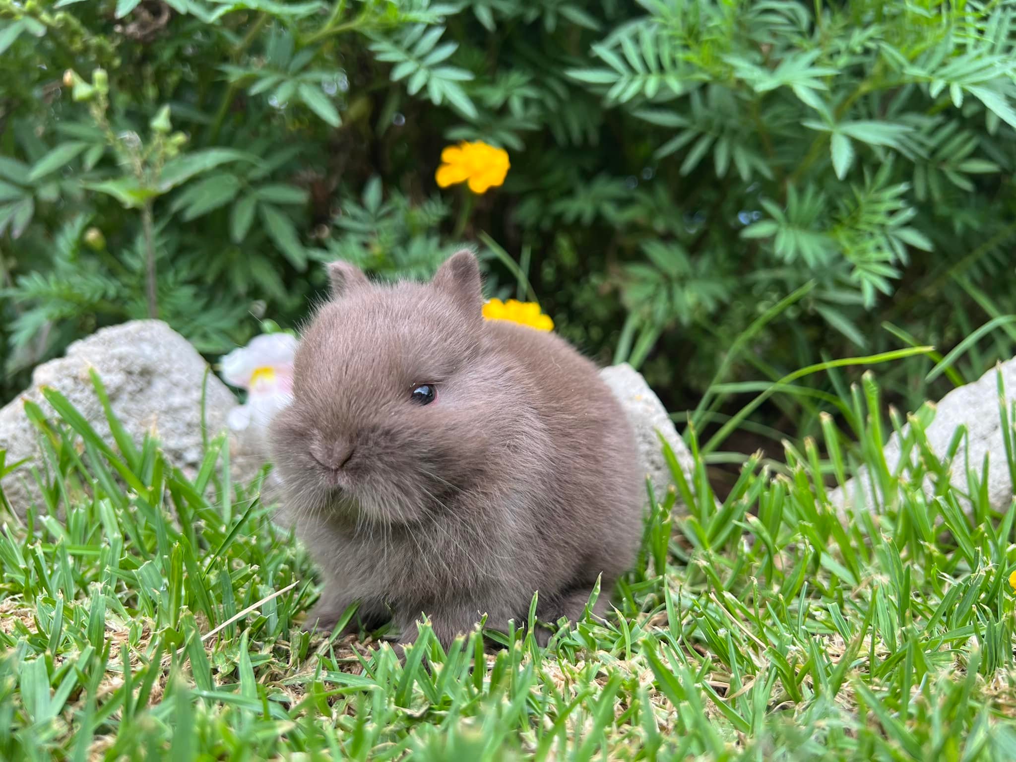 Hops Rabbitry