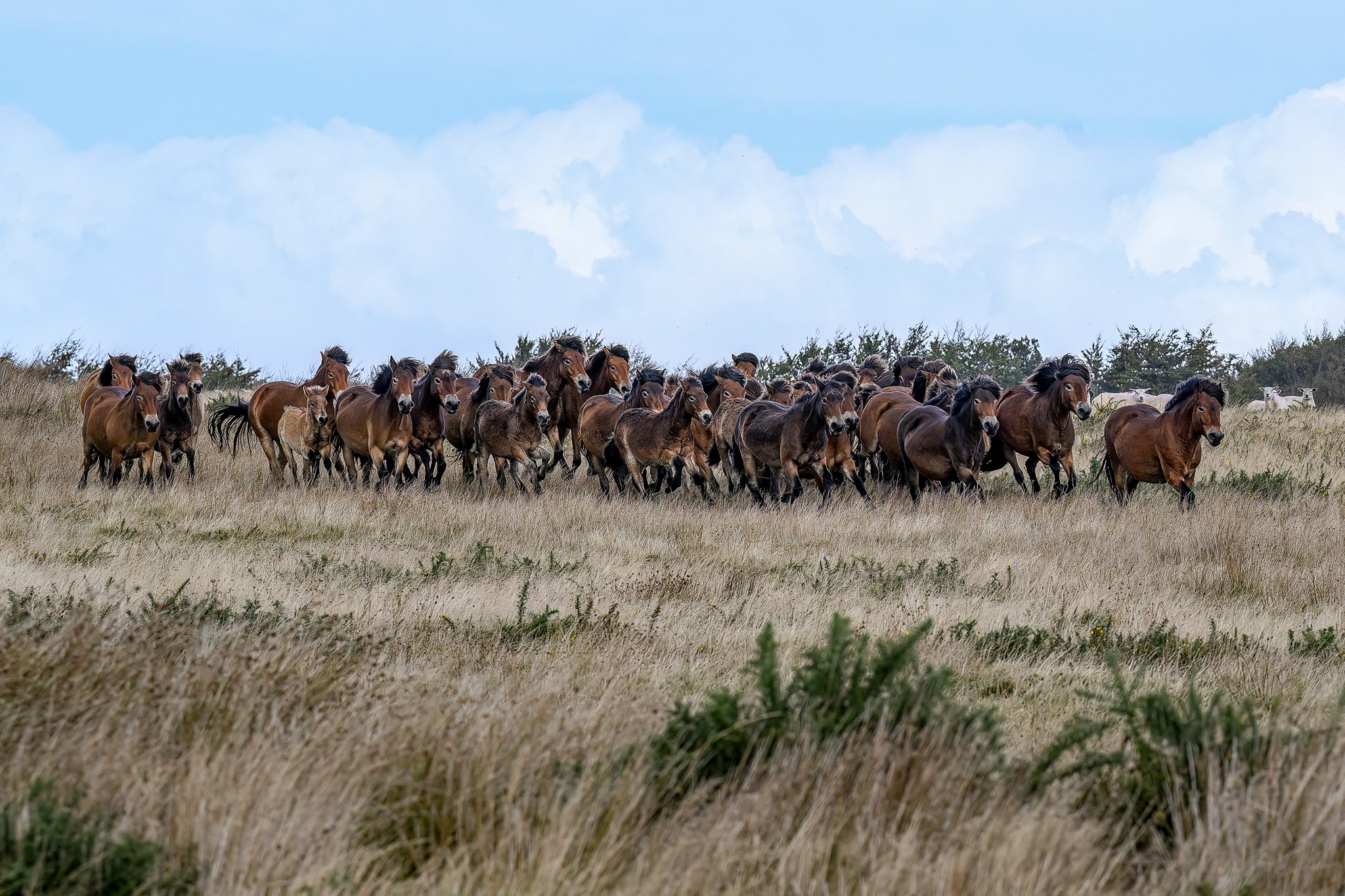 Withypoole Herd 23 Exmoor ponies | South Molton
