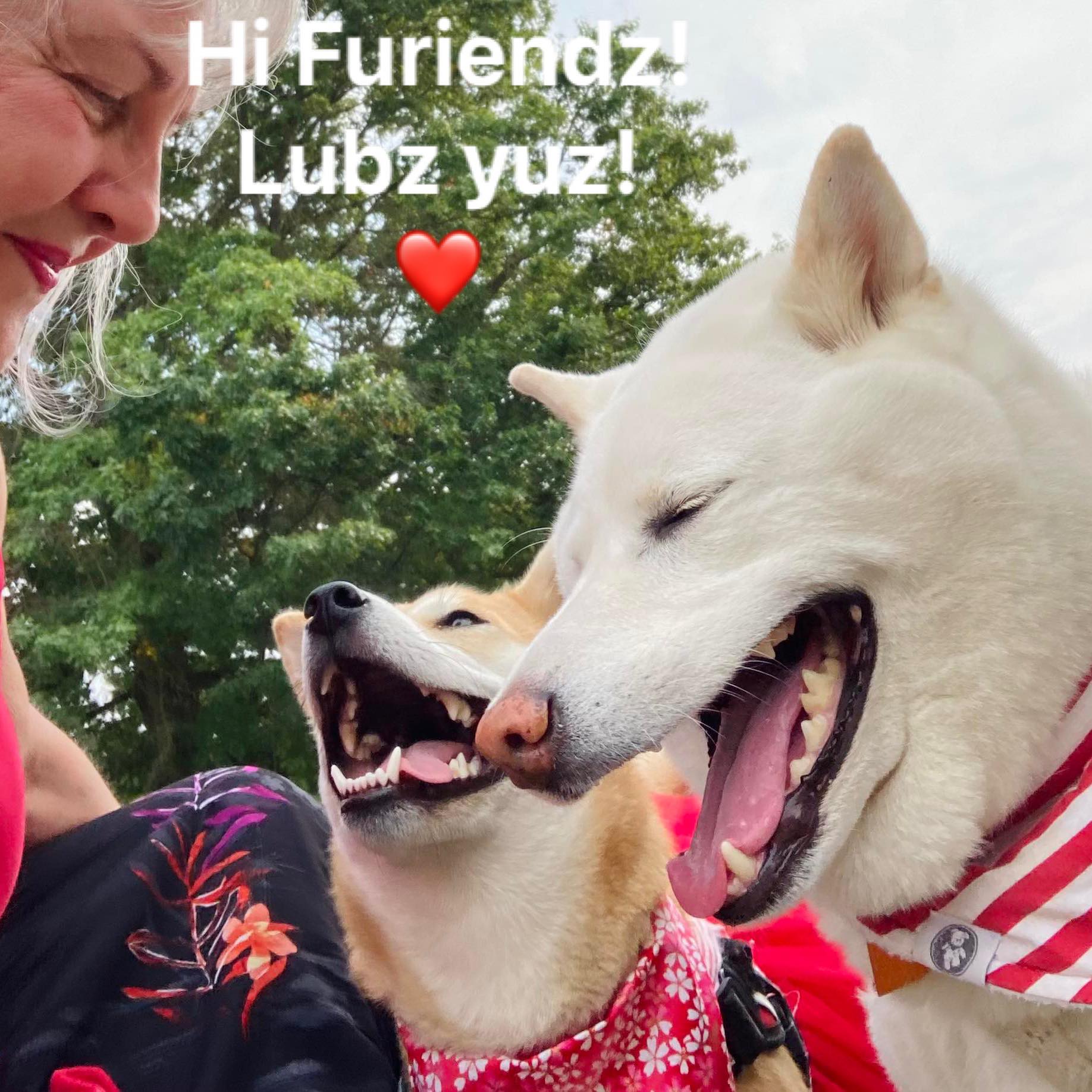 Kuma Yuki the Shiba Inu added a... - Kuma Yuki the Shiba Inu