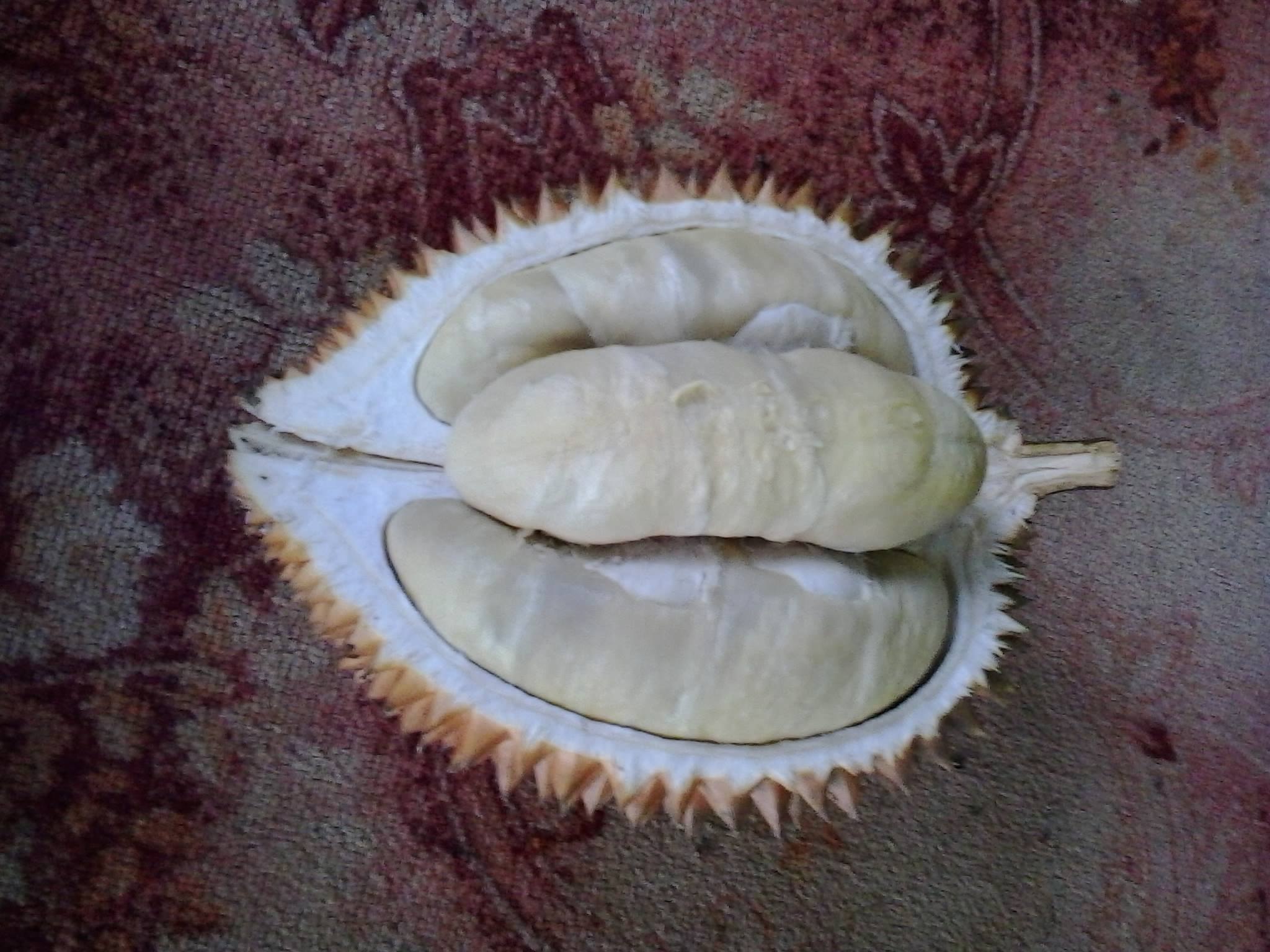 Durian Nusantara Durian Gajah Oleng Facebook