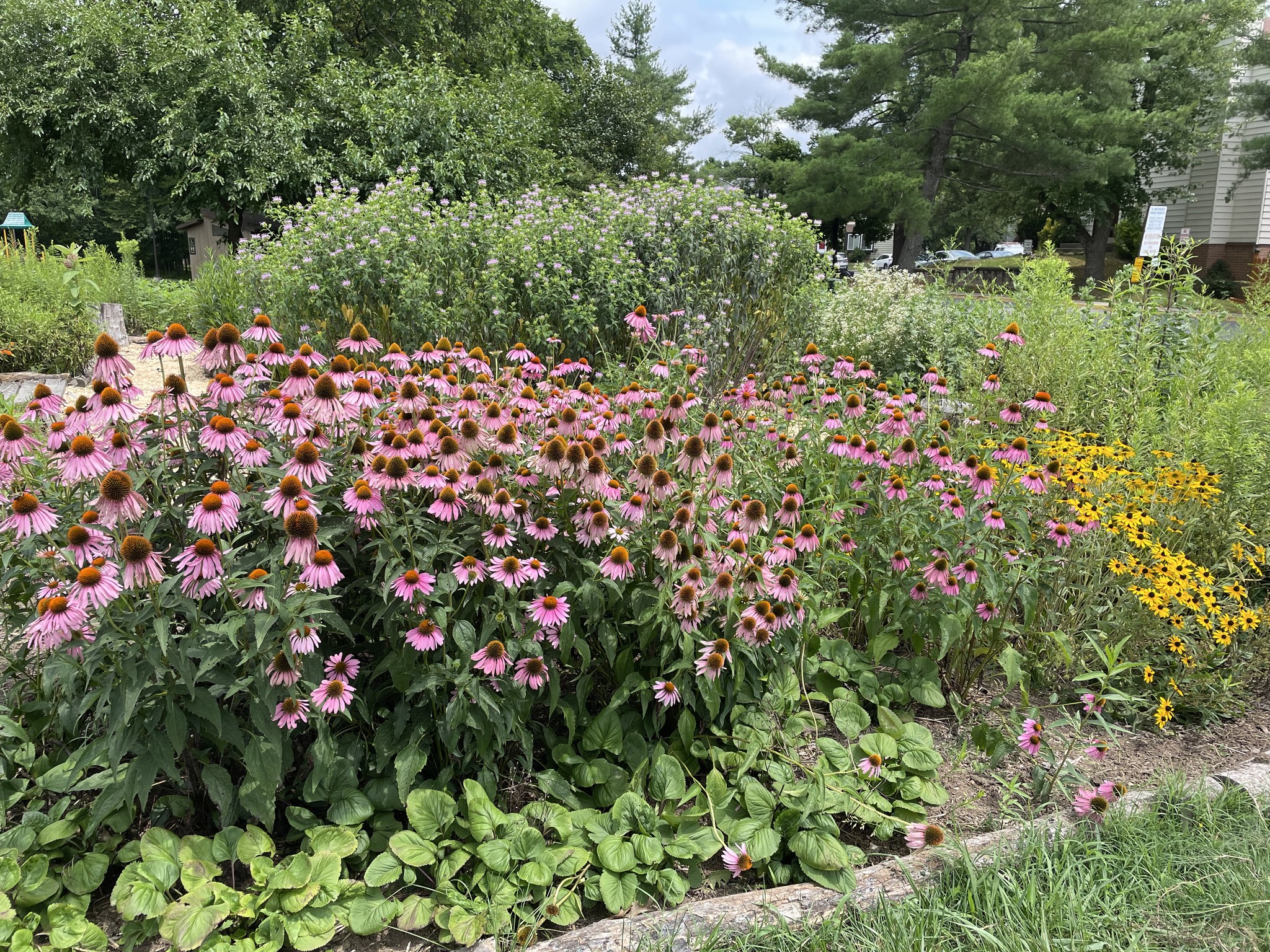 Chopping and Weeding at Sweitzer Pollinator Garden