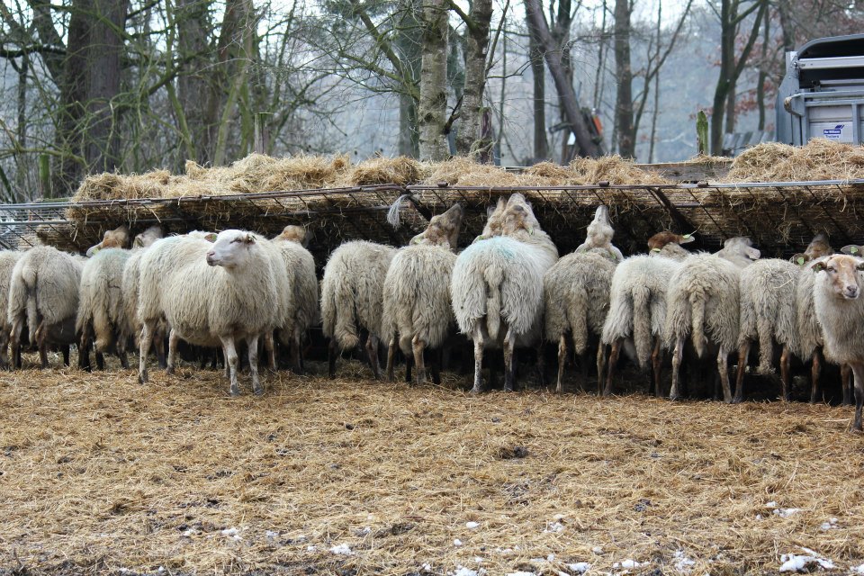 Vrolijke schapen.nl added a new photo. - Vrolijke schapen.nl