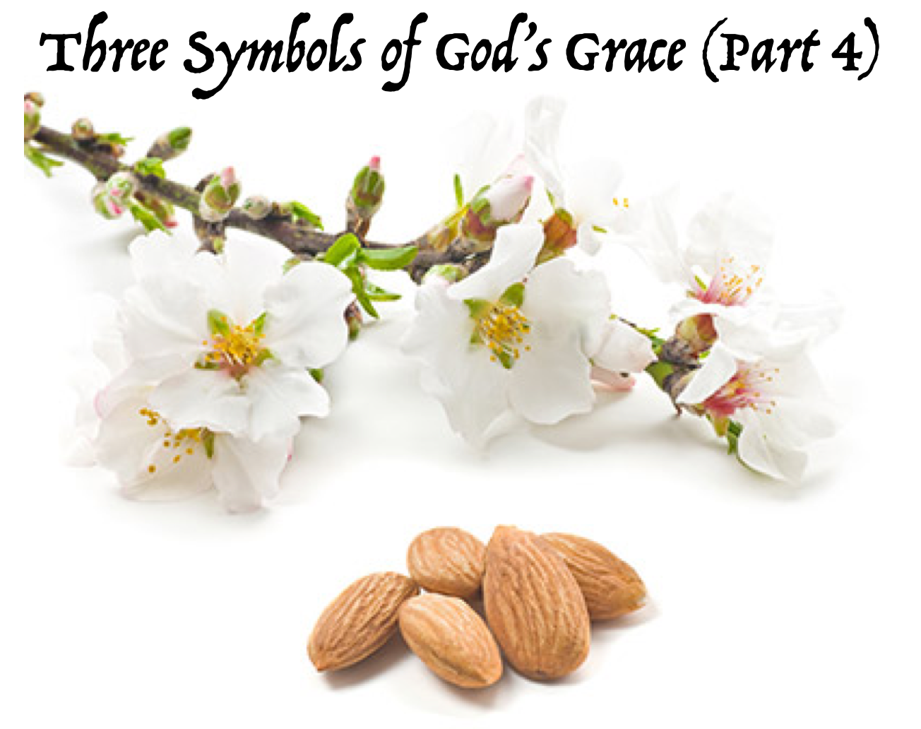 The Grace - Three Symbols of God's Grace (Part 4) Aaron's Rod that ...