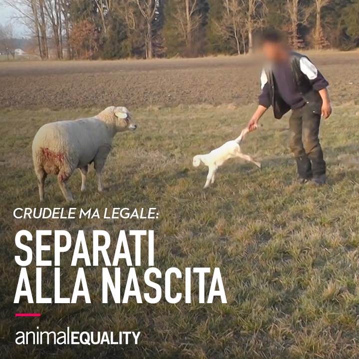 3 Pennarelli Per Marcatura Bestiame – Identificazione Per Mucche, Pecore, Capre E Vitelli – Rosso, Verde, Blu