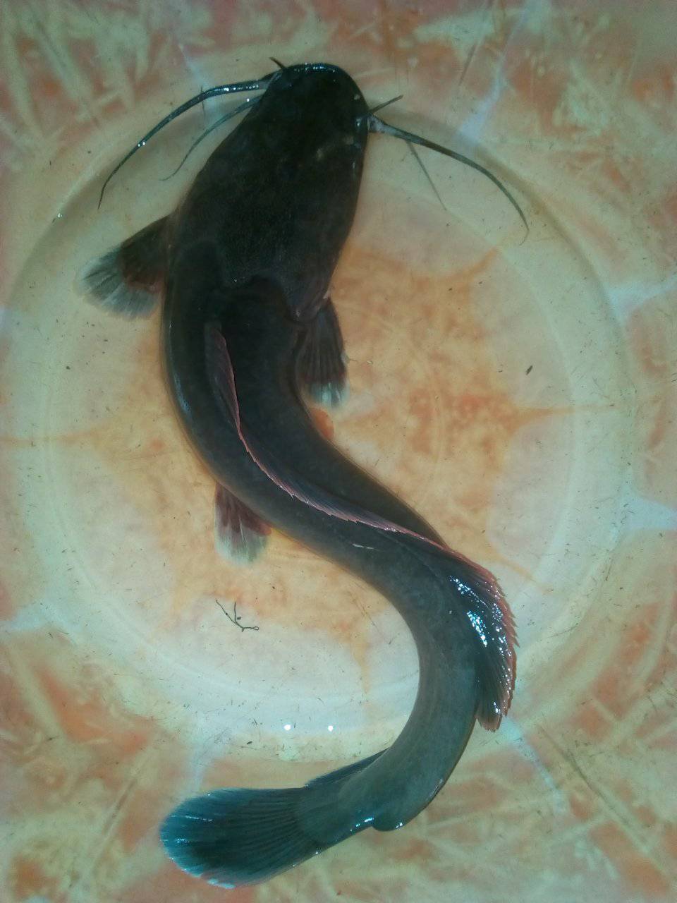 FISH READY