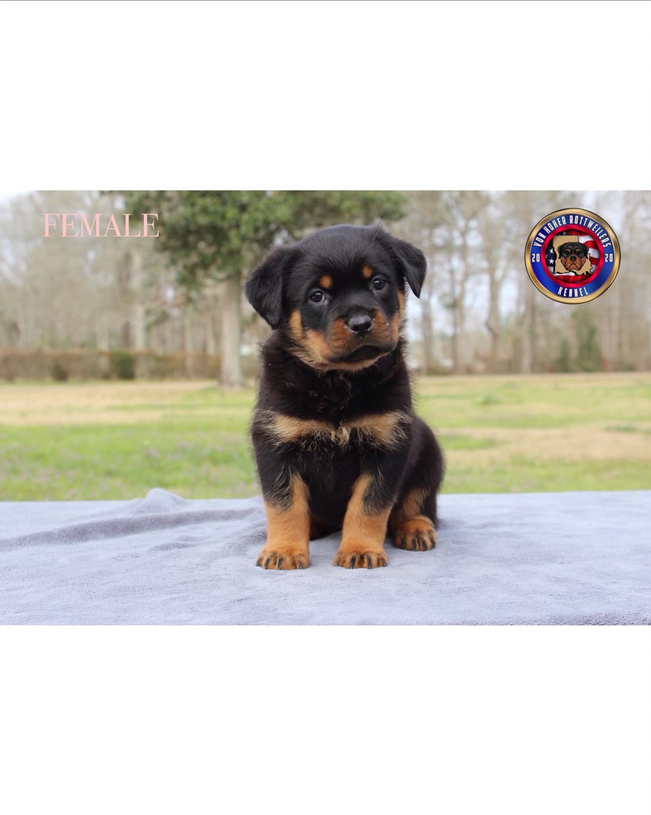 Von Hoher Rottweilers