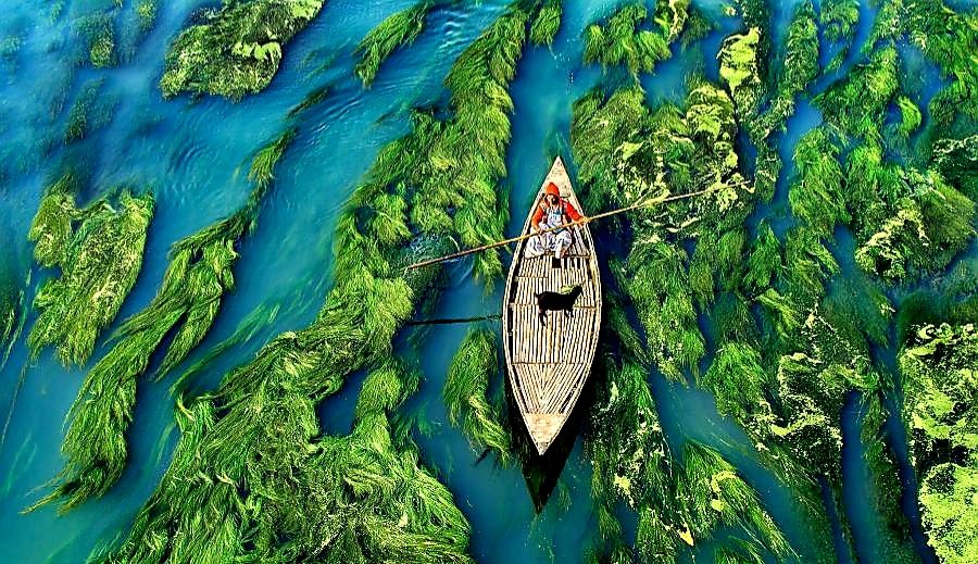Shobuj Bangladesh
