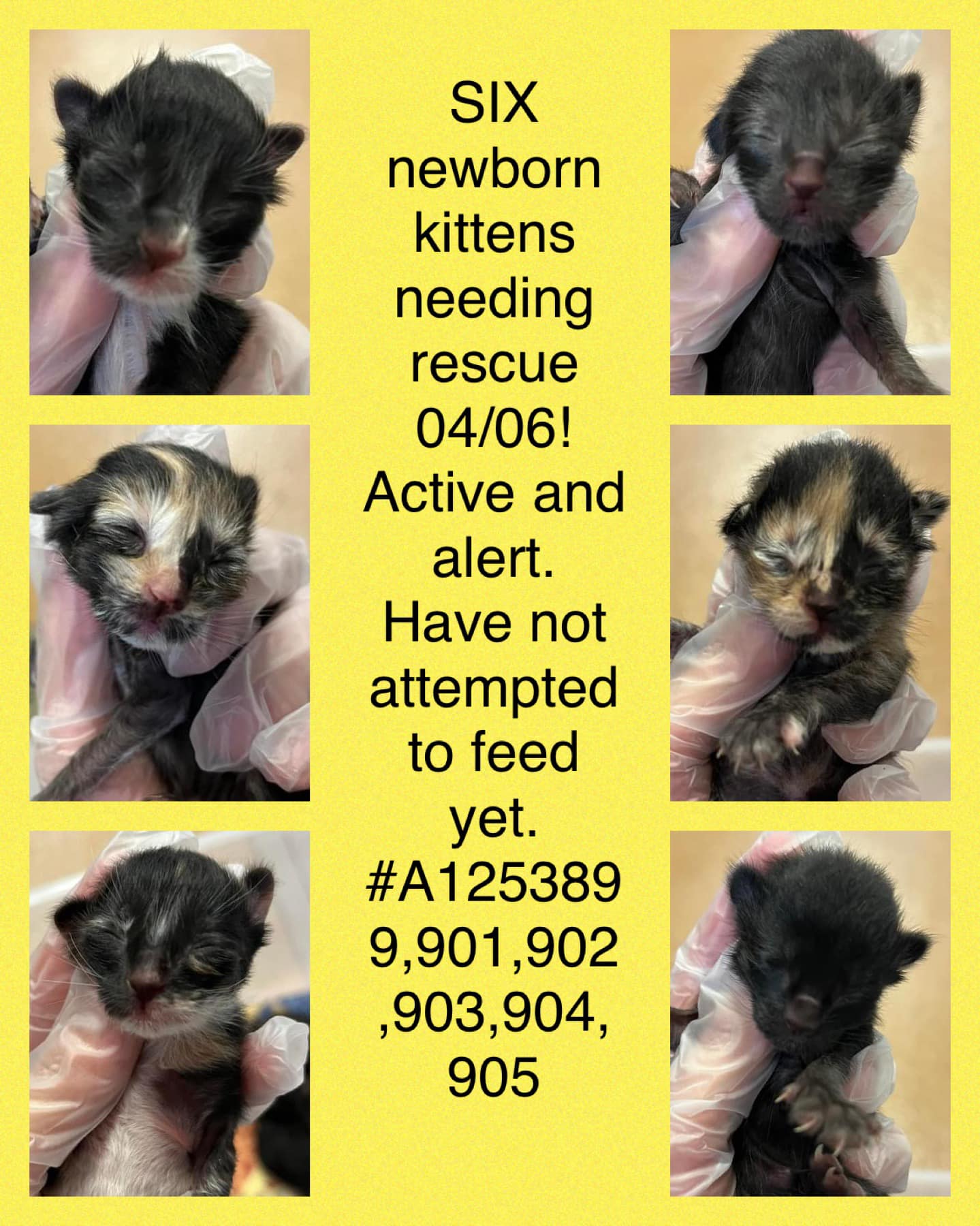💕 Rescued Update 4/7: still need... - Save A Kitten San Jose | Facebook