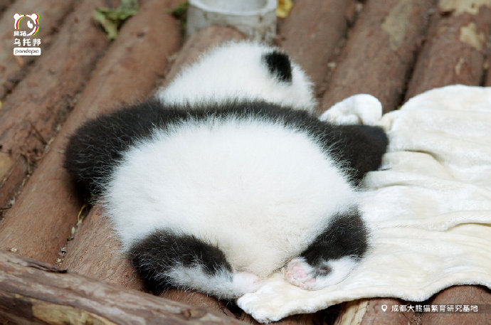 Pandada - This #giantpanda cub wearing a pair of white gloves is called ...