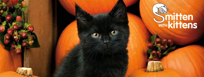 Teenage barn kittens! This... - Leon County Humane Society | Facebook