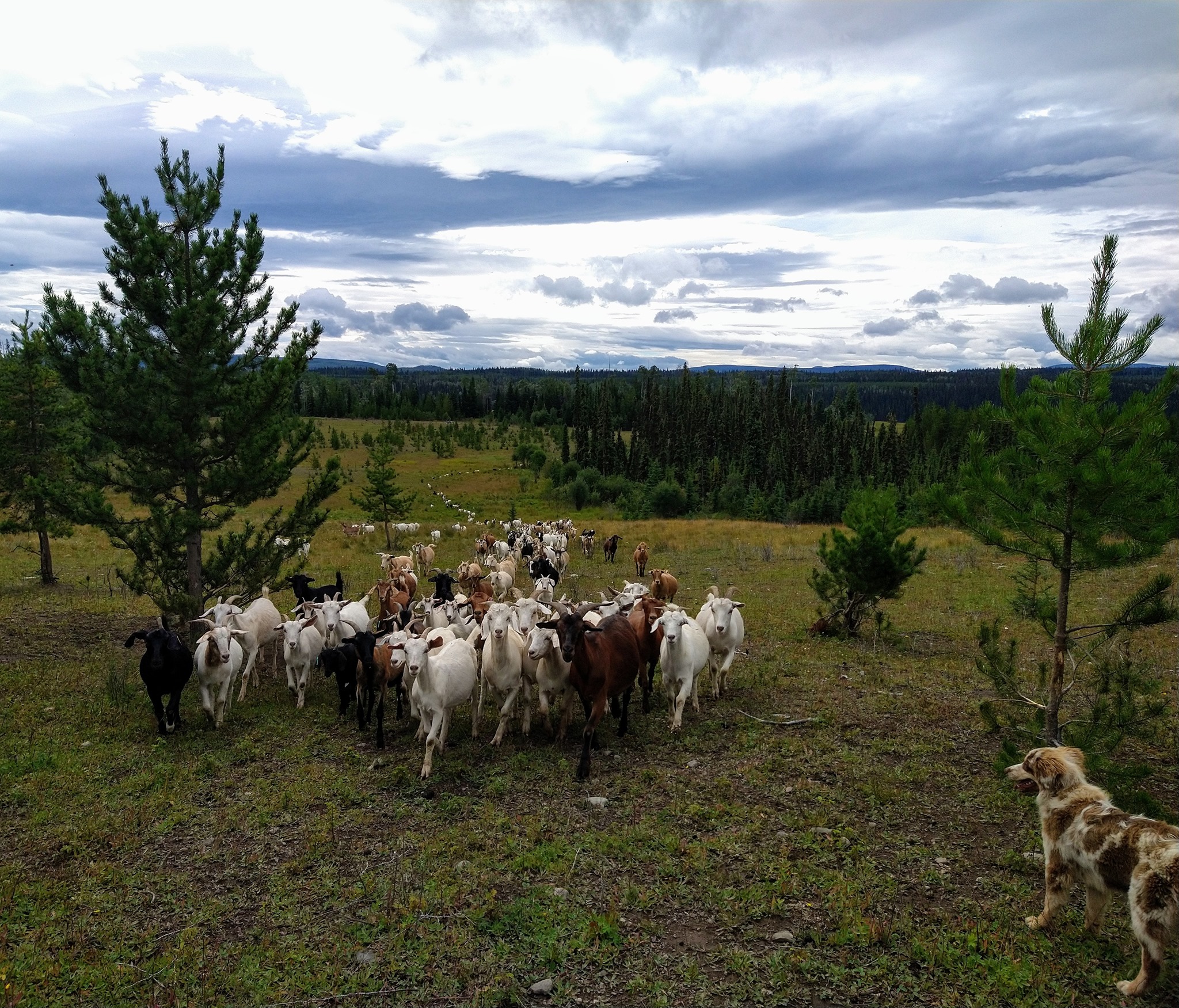 Nechako Canyon Ranch updated their... - Nechako Canyon Ranch