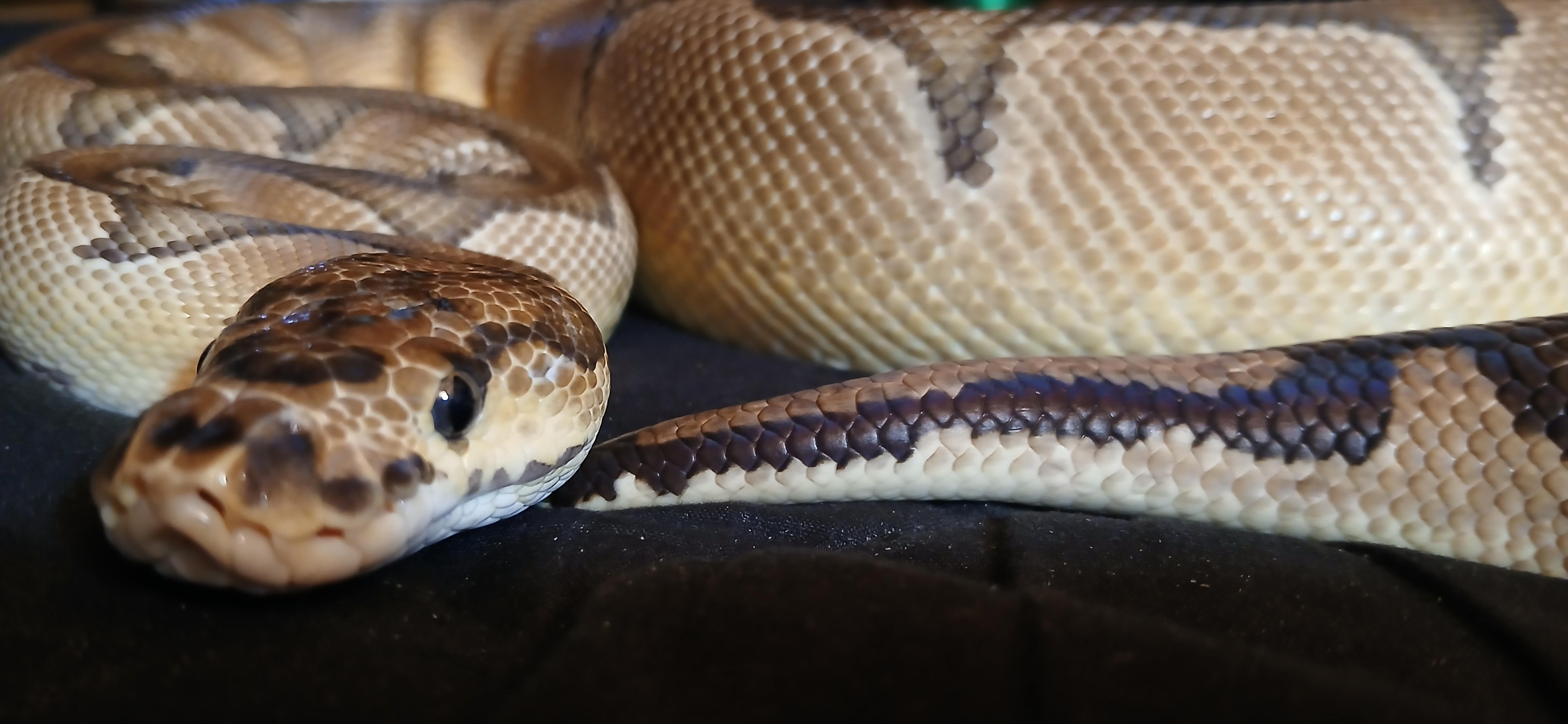 DC Reptiles
