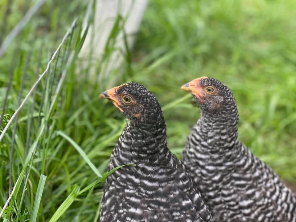 Riley’s Poultry Farm