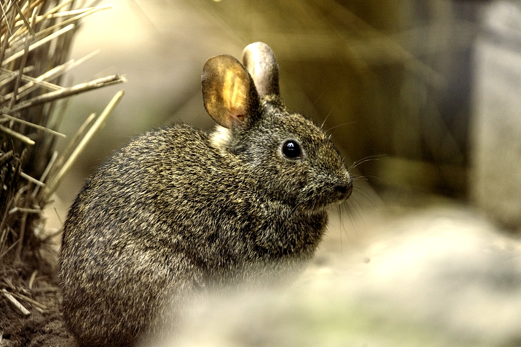 The volcano rabbit is the world's... - China Plus Culture