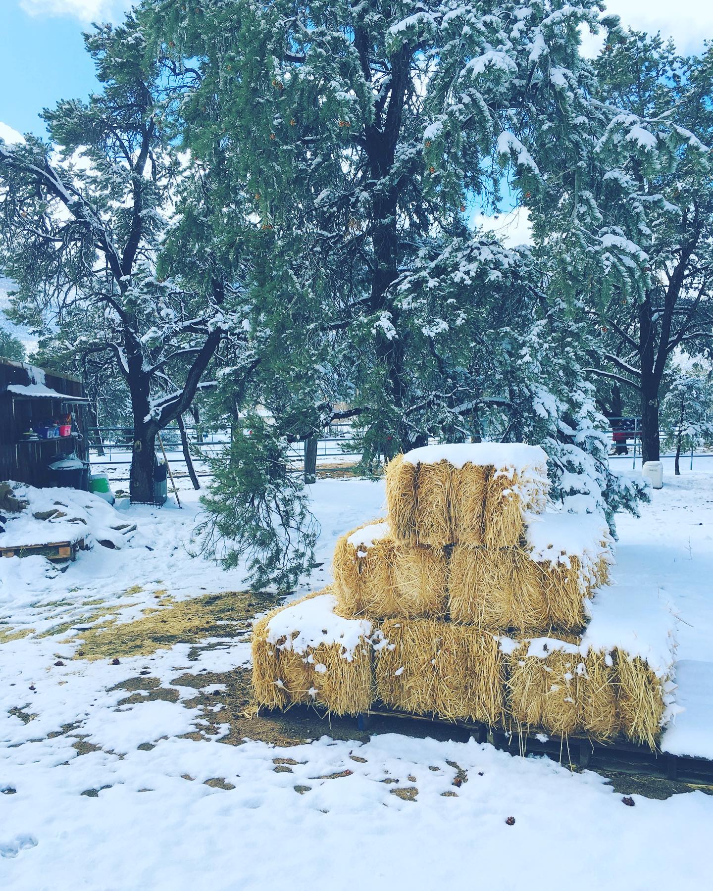 Horse Sanctuary at Moonrise Ranch | Mountain Center CA