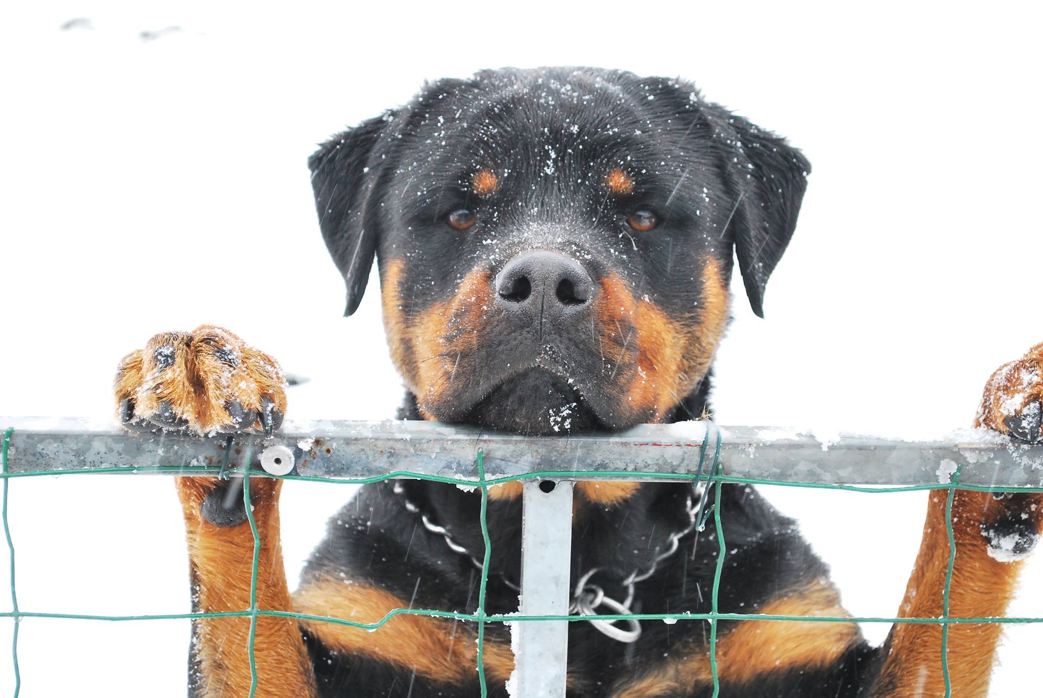 Rottweiler kennel huize... - Rottweiler kennel huize rowi