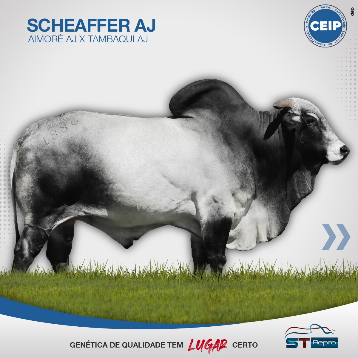 ST Repro - O Scheaffer AJ possui um pacote extremamente... | Facebook